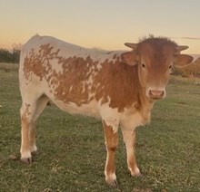 TROD CARMELITA MAJOR