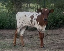 TROD RANCHER'S DAUGHTER
