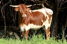 MCC Dolly’s Rockstar