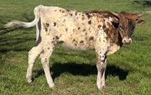 TROD CIMARRON RUBY