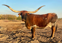 CWR CORONITARITA