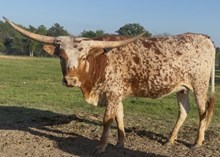 EJS Plum's Little Twist